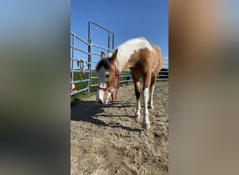 Quarter Pony, Klacz, 3 lat, 145 cm, Srokata