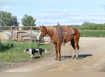 Quarter Pony Mix, Klacz, 4 lat, 137 cm, Cisawa