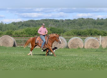 Quarter Pony Mix, Klacz, 4 lat, 137 cm, Cisawa
