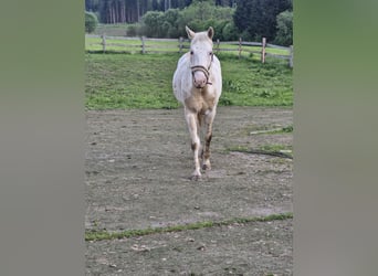 Quarter Pony, Klacz, 4 lat, 155 cm, Izabelowata