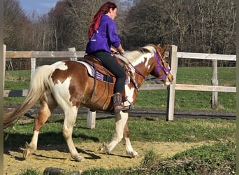 Quarter Pony, Klacz, 4 lat, Srokata