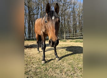 Quarter Pony, Klacz, 5 lat, 145 cm, Gniada