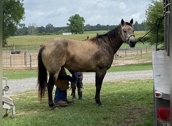 Quarter Pony, Klacz, 5 lat, Jelenia
