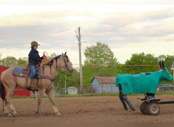 Quarter Pony, Klacz, 5 lat, Jelenia