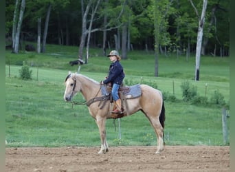 Quarter Pony, Klacz, 5 lat, Jelenia