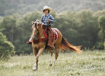 Quarter Pony, Klacz, 5 lat, Jelenia