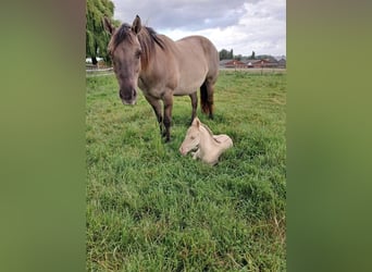 Quarter Pony Mix, Klacz, 6 lat, 148 cm, Grullo