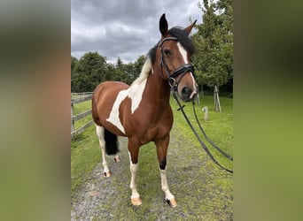 Quarter Pony Mix, Klacz, 6 lat, 155 cm, Srokata