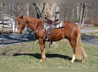 Quarter Pony, Klacz, 7 lat, 152 cm