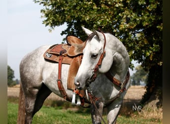 Quarter Pony, Klacz, 7 lat, 155 cm, Siwa