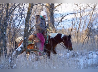 Quarter Pony Mix, Klacz, 8 lat, 132 cm