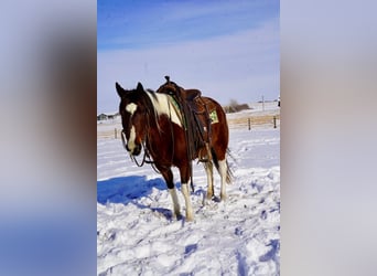 Quarter Pony Mix, Klacz, 8 lat, 132 cm