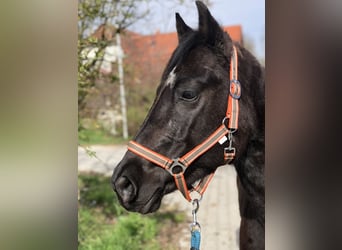 Quarter Pony, Klacz, 8 lat, 145 cm, Kara