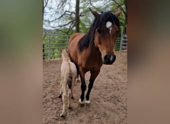 Quarter Pony, Klacz, 8 lat, 153 cm, Gniada