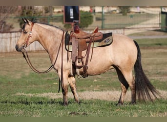 Quarter Pony, Klacz, 8 lat, Jelenia