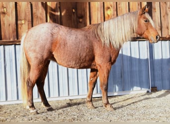 Quarter Pony, Klacz, 9 lat, 135 cm