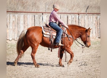 Quarter Pony, Klacz, 9 lat, 137 cm, Cisawa