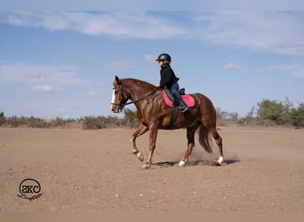 Quarter Pony, Klacz, 9 lat, 142 cm, Cisawa