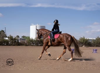 Quarter Pony, Klacz, 9 lat, 142 cm, Cisawa