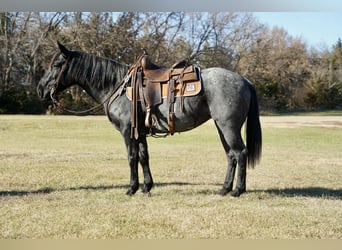 Quarter Pony, Klacz, 9 lat, 142 cm