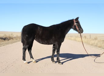 Quarter Pony, Klacz, 9 lat, 145 cm, Karodereszowata