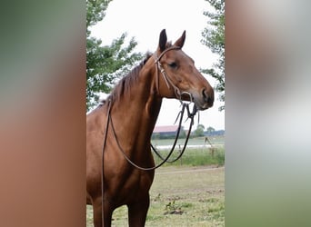 Quarter Pony, Klacz, 9 lat, 147 cm, Kasztanowata