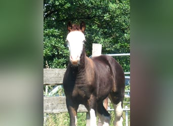 Quarter Pony, Klacz, Źrebak (06/2023), 148 cm, Overo wszelkich maści