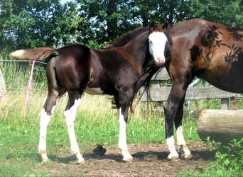 Quarter Pony, Klacz, Źrebak (06/2023), 148 cm, Overo wszelkich maści