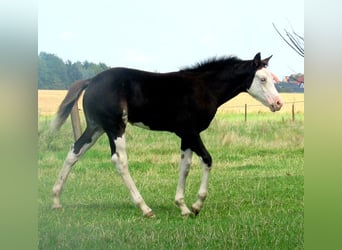 Quarter Pony, Klacz, Źrebak (06/2023), 148 cm, Overo wszelkich maści