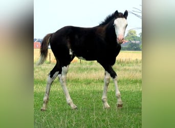 Quarter Pony, Klacz, Źrebak (06/2023), 148 cm, Overo wszelkich maści