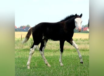 Quarter Pony, Klacz, Źrebak (06/2023), 148 cm, Overo wszelkich maści