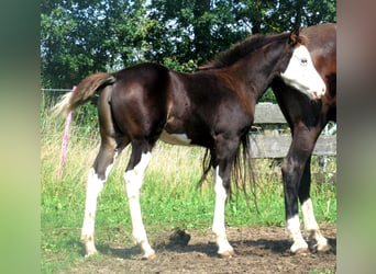 Quarter Pony, Klacz, Źrebak (06/2023), 148 cm, Overo wszelkich maści