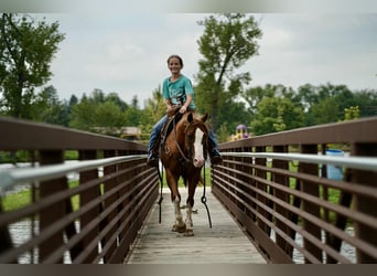 Quarter Pony, Mare, 10 years, 13.2 hh, Sorrel