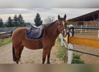 Quarter Pony Mix, Mare, 10 years, 13.3 hh, Bay