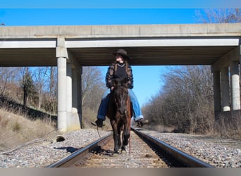 Quarter Pony Mix, Mare, 10 years, 13 hh, Bay-Dark