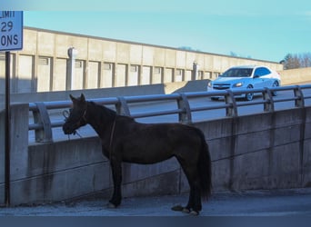 Quarter Pony Mix, Mare, 10 years, 13 hh, Bay-Dark