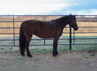 Quarter Pony Mix, Mare, 10 years, 13 hh, Bay-Dark