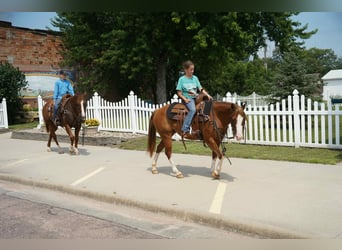 Quarter Pony, Mare, 10 years, 13,2 hh, Sorrel