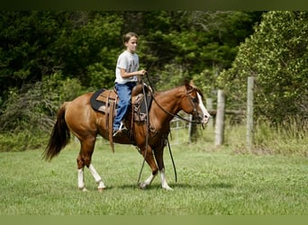 Quarter Pony, Mare, 10 years, 13,2 hh, Sorrel