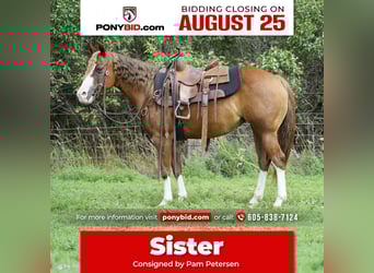 Quarter Pony, Mare, 10 years, 13,2 hh, Sorrel