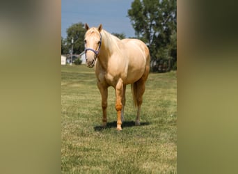Quarter Pony, Mare, 10 years, 14.1 hh, Palomino