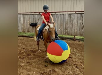 Quarter Pony, Mare, 10 years, Palomino