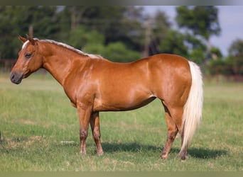 Quarter Pony, Mare, 10 years, Palomino