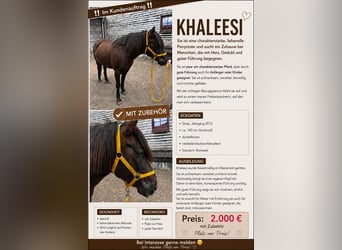 Quarter Pony, Mare, 11 years, 13.2 hh, Bay-Dark