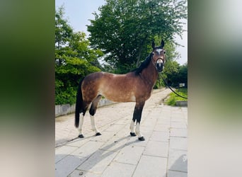Quarter Pony Mix, Mare, 11 years, 14.2 hh, Buckskin