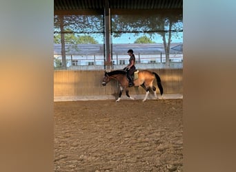 Quarter Pony Mix, Mare, 11 years, 14.2 hh, Buckskin