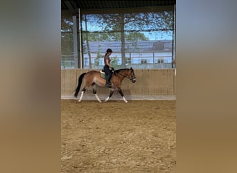 Quarter Pony Mix, Mare, 11 years, 14.2 hh, Buckskin