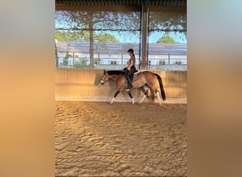 Quarter Pony Mix, Mare, 11 years, 14.2 hh, Buckskin