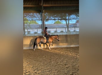 Quarter Pony Mix, Mare, 11 years, 14.2 hh, Buckskin