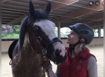 Quarter Pony, Mare, 11 years, 15.1 hh, Overo-all-colors